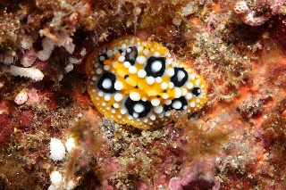 「キイロイボウミウシ」のサムネイル画像