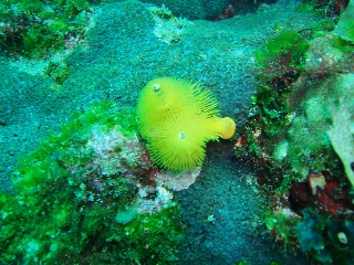 「イバラカンザシ(Christmas tree worm)」のサムネイル画像
