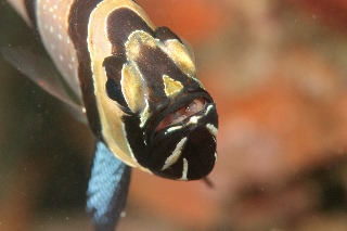「アマノガワテンジクダイ(バンガイ・カーディナルフィッシュ,banggai cardinalfish)」のサムネイル画像