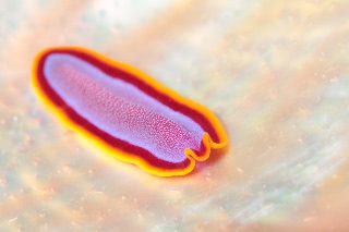 「アデヤカニセツノヒラムシ 」のサムネイル画像