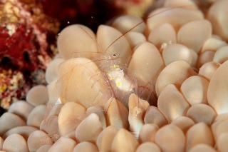 「無題」のサムネイル画像