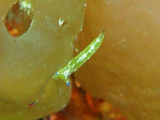 「ウミウシの仲間」のサムネイル画像