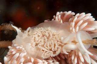 「ガーベラミノウミウシ」のサムネイル画像