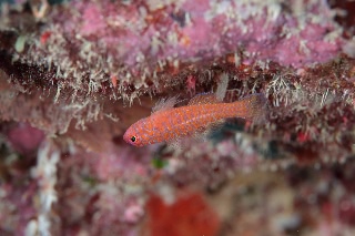 「オキナワベニハゼ」のサムネイル画像