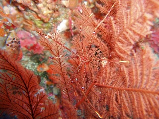 「オルトマンワラエビ(Ortmann's spider-crab)」のサムネイル画像
