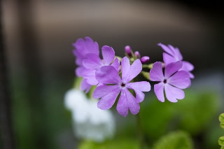「植物の仲間」のサムネイル画像