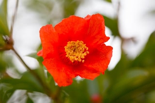 「ザクロ」のサムネイル画像