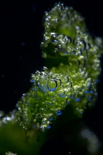 「ヒトエグサ」のサムネイル画像