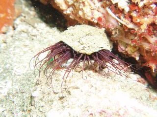 「ムラサキハナギンチャク」のサムネイル画像