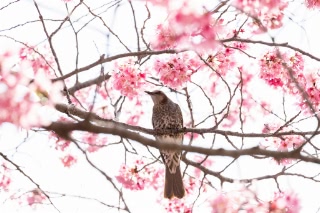 「ヨウコウザクラ(陽光桜)」のサムネイル画像