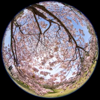 「ヤエザクラ」のサムネイル画像