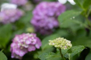 「アジサイ」のサムネイル画像