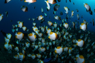 「カスミチョウチョウウオ(Pyramid butterflyfish)」のサムネイル画像