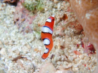 「ツユベラ」のサムネイル画像