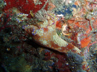 「テヌウニシキウミウシ」のサムネイル画像