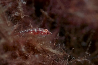 「無題」のサムネイル画像