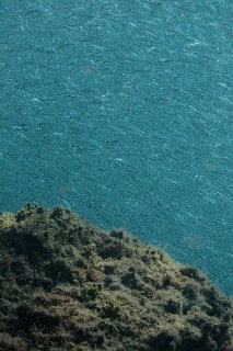 「キビナゴ」のサムネイル画像