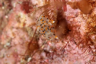 「ミズタマウミウシ」のサムネイル画像