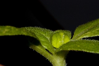 「無題」のサムネイル画像