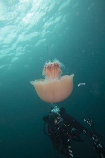 「エチゼンクラゲ」のサムネイル画像