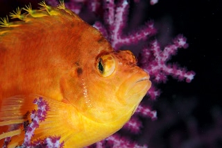 「オキゴンベ(yellow hawkfish)」のサムネイル画像