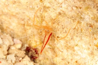 「アーレイボクサーシュリンプ」のサムネイル画像