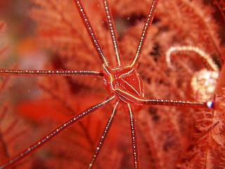 「オルトマンワラエビ(Ortmann's spider-crab)」のサムネイル画像