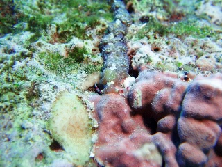 「ムカデミノウミウシ」のサムネイル画像