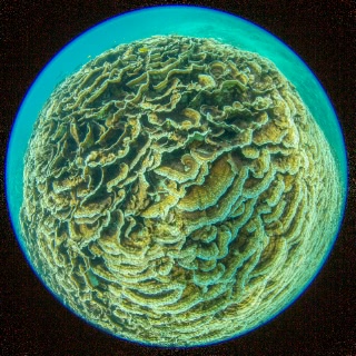 「サンゴの仲間」のサムネイル画像