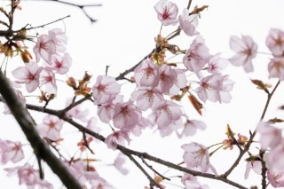 「オオヤマザクラ(エゾヤマザクラ,ベニヤマザクラ)」のサムネイル画像