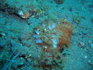 「無題」のサムネイル画像