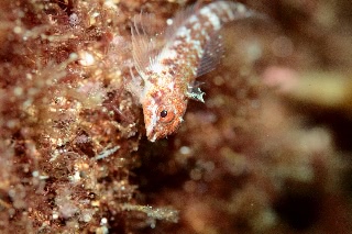 「無題」のサムネイル画像