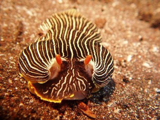 「ダイオウタテジマウミウシ」のサムネイル画像