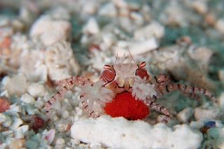 「キンチャクガニ(Boxer crab)」のサムネイル画像