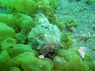 「サツマカサゴ」のサムネイル画像