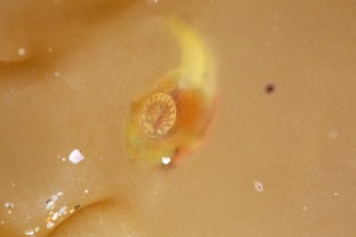 「ホテイウオ(ゴッコ)」のサムネイル画像