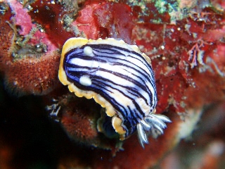 「コンガスリウミウシ」のサムネイル画像