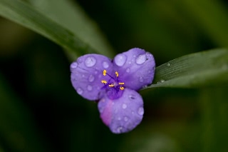 「植物の仲間」のサムネイル画像