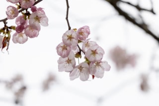 「オオヤマザクラ(エゾヤマザクラ,ベニヤマザクラ)」のサムネイル画像