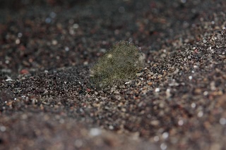 「謎生物」のサムネイル画像