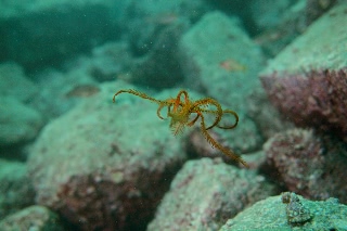 「ウミシダの仲間(sea feather)」のサムネイル画像