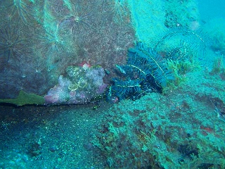 「スダレヤライイシモチ」のサムネイル画像