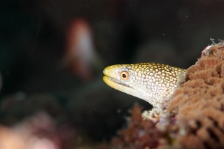 「ワカウツボ」のサムネイル画像