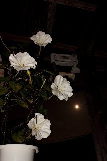 「ヨルガオ」のサムネイル画像