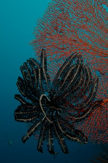 「無題」のサムネイル画像