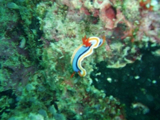 「アンナウミウシ」のサムネイル画像