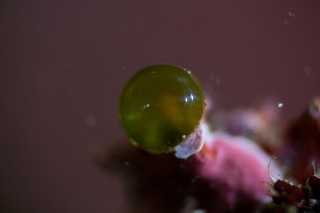 「オオバロニア」のサムネイル画像