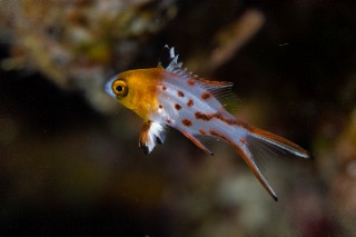 「ヒオドシベラ」のサムネイル画像