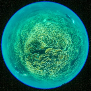 「サンゴの仲間」のサムネイル画像