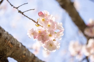 「ヤエザクラ」のサムネイル画像